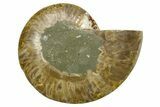 Cut & Polished Ammonite Fossil (Half) - Madagascar #379180-1